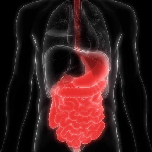 Myth Busting: Do Collagen Supplements Survive Stomach Acid?